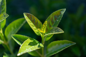 الشاي الأخضر من ضمن أعشاب تسبب الضعف الجنسي للرجل
