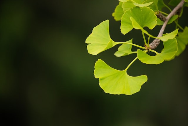 نبتة الجنكة (الجنكو بيلوبا) واستخداماتهَا كـ علاج لضعف الانتصاب بالاعشاب