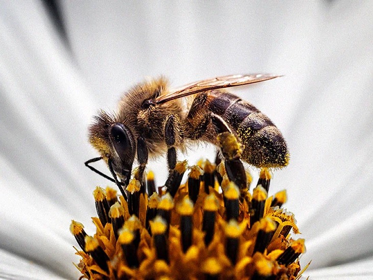 لسع النحل لتكبير الذكر